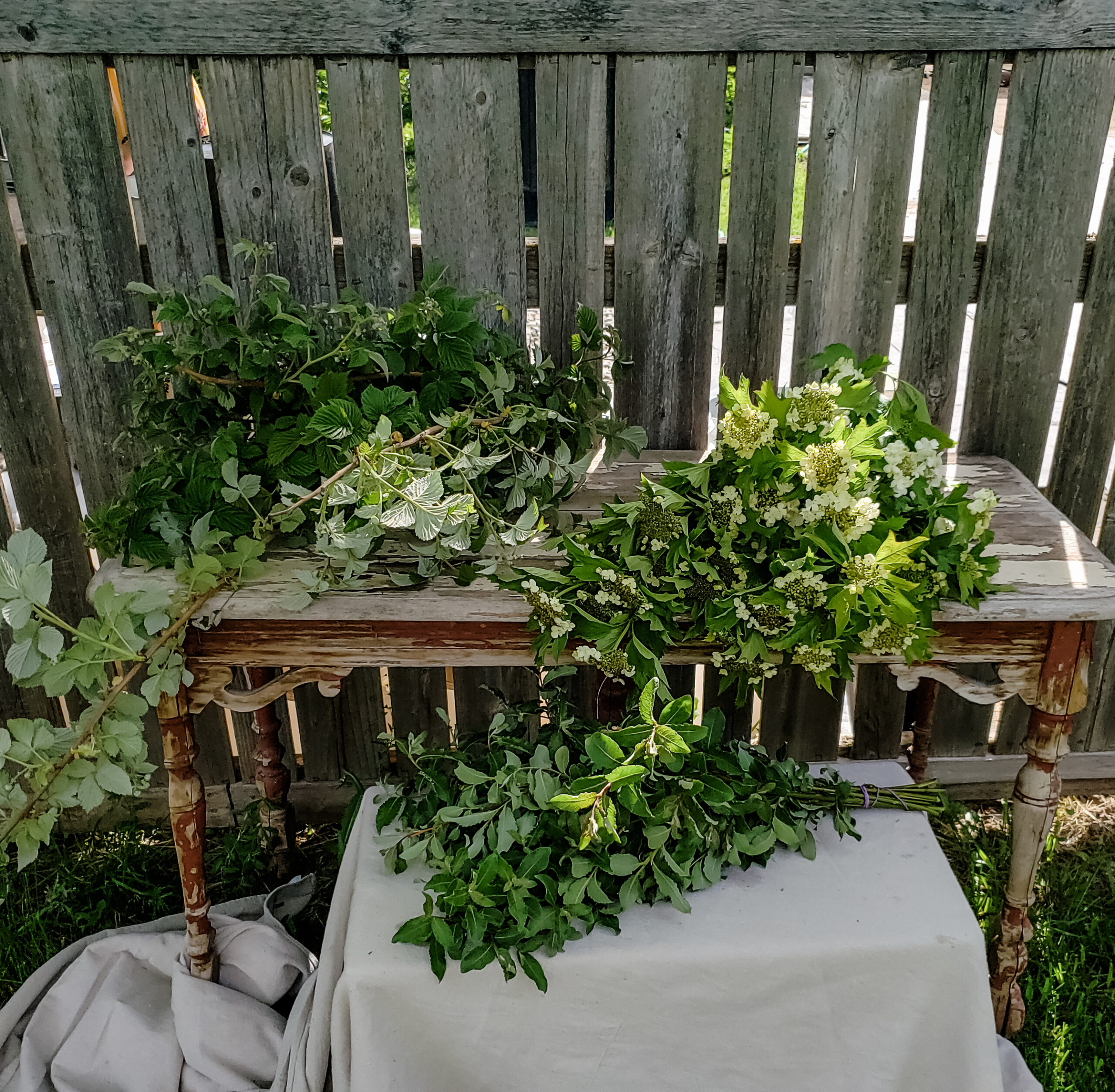 Different bunches of bushy foliages.