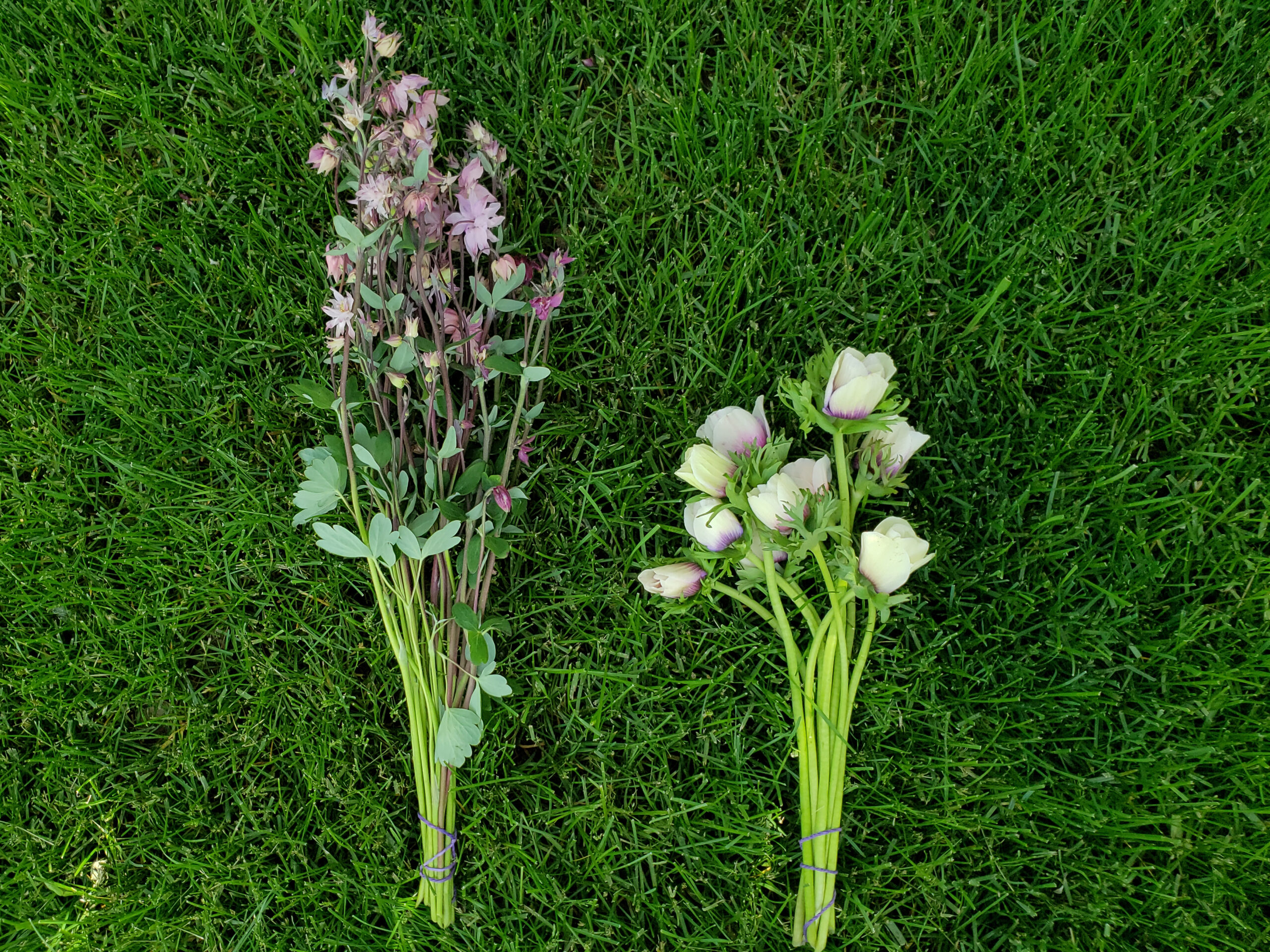 Smaller flowers like anemones and columbine.