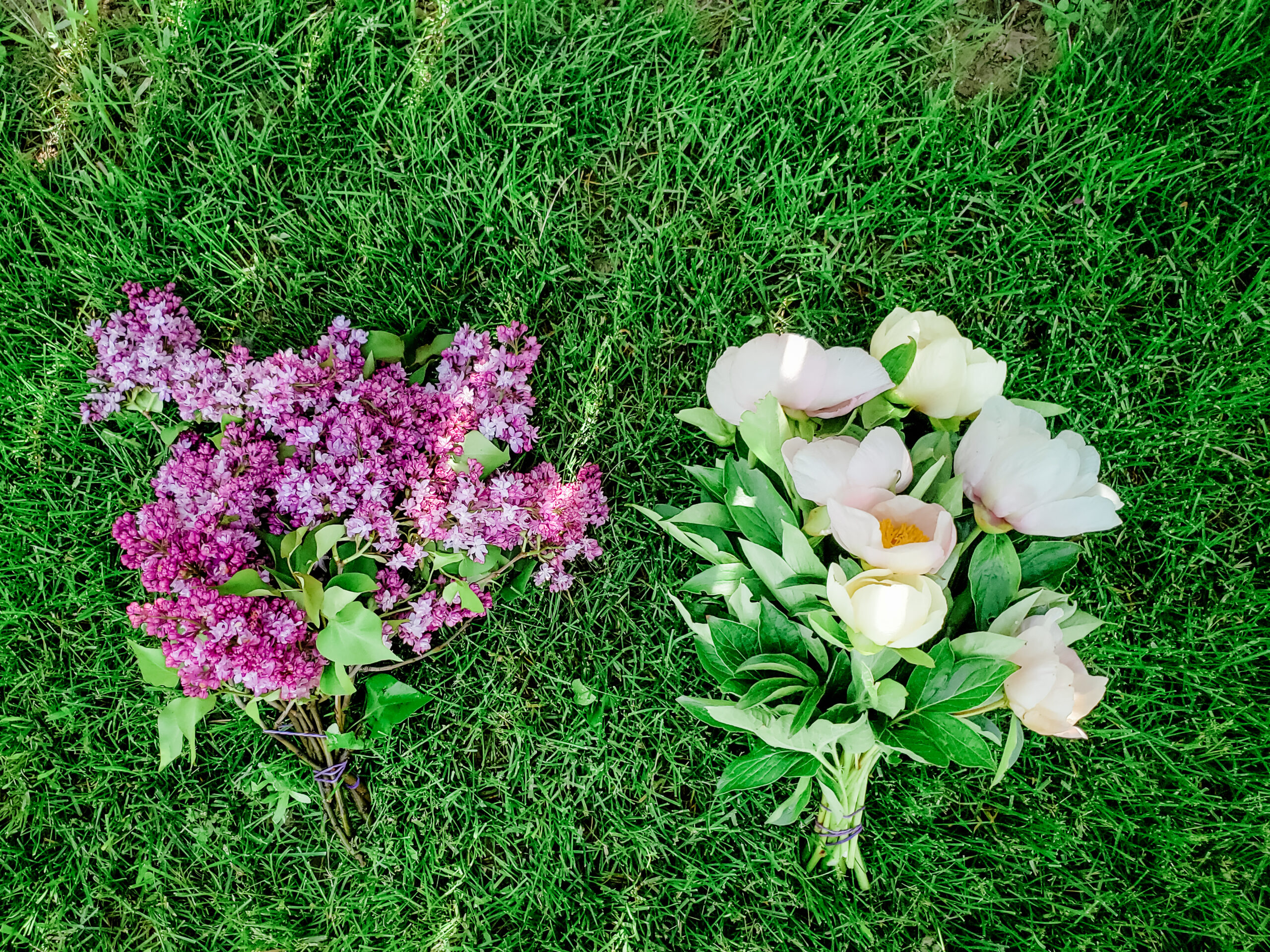 Large, bulky flowers of lilac and peony.