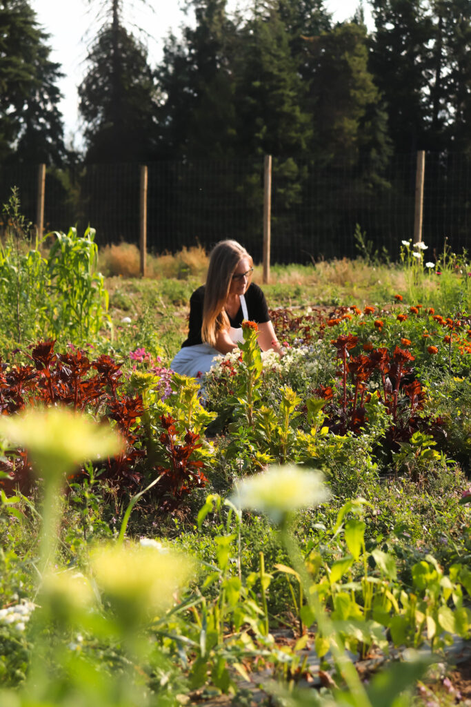 a local flower farmer harvesting flowers in the field.
